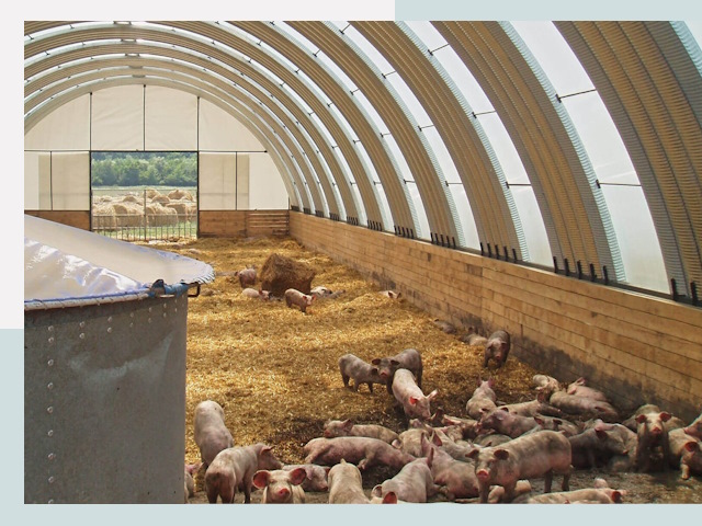 Строительство свинарников в Зиме